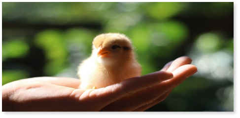 loving animals and being loved eases our pain